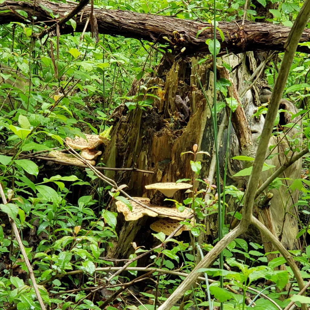 Dryad's Saddle or Pheasant Back on an old Stump