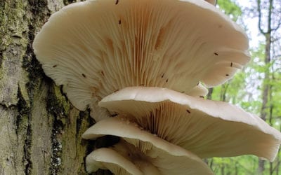 Pleurotus ostreatus AKA: Oyster Mushrooms