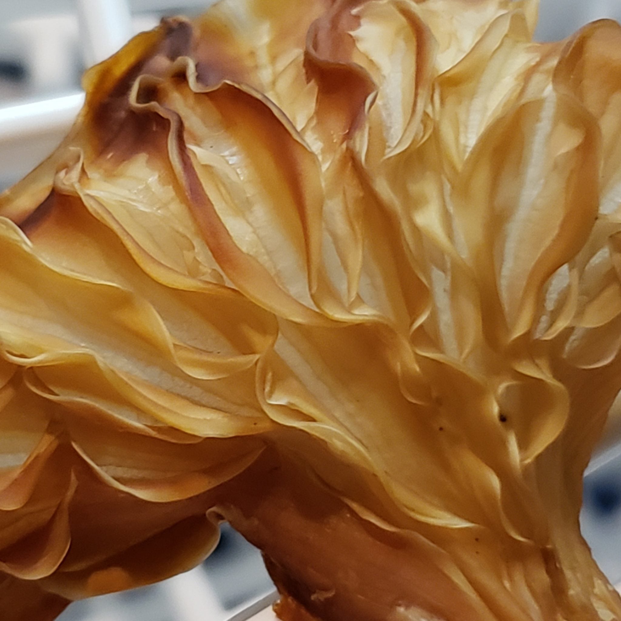 Dehydrating Oyster Mushrooms