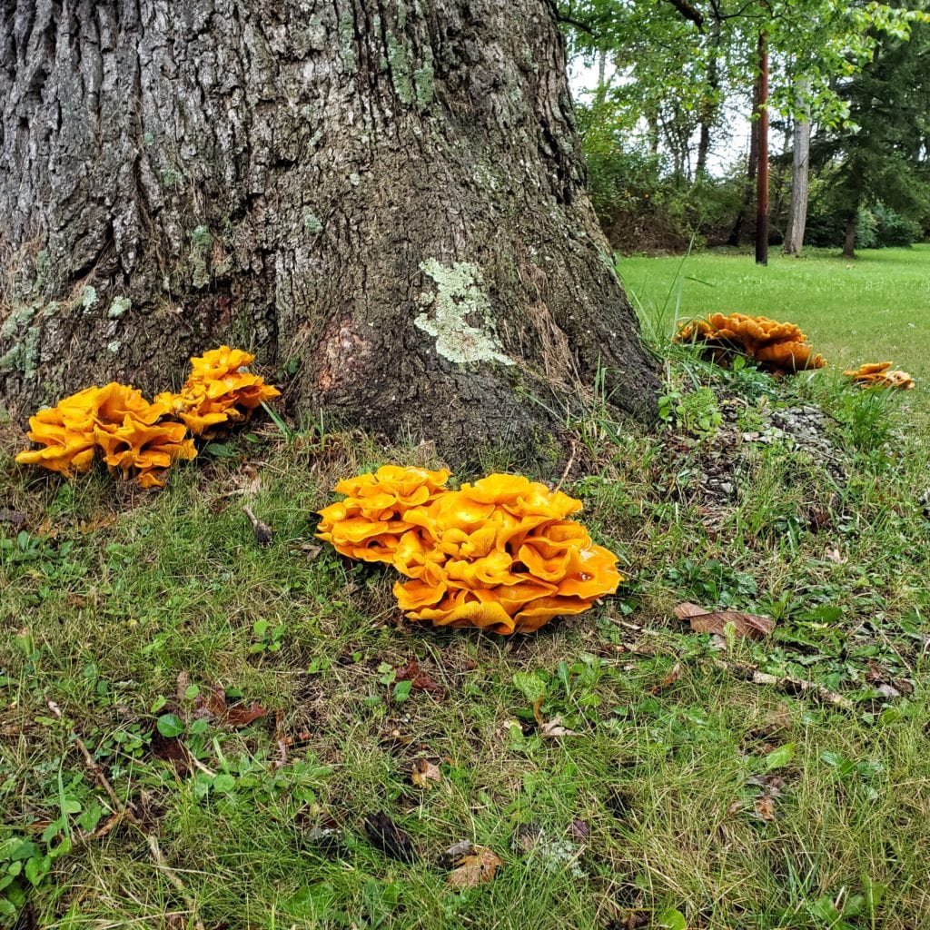 Jack O' Lantern