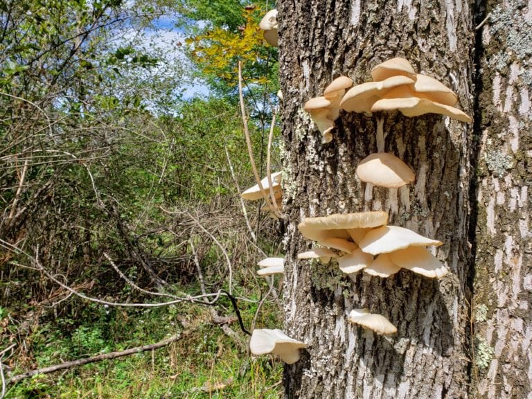 Close up of Oyster Mushrooms on Tree