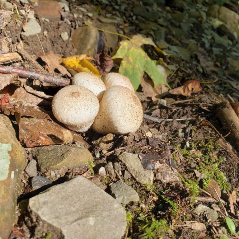 Puffballs in the woods