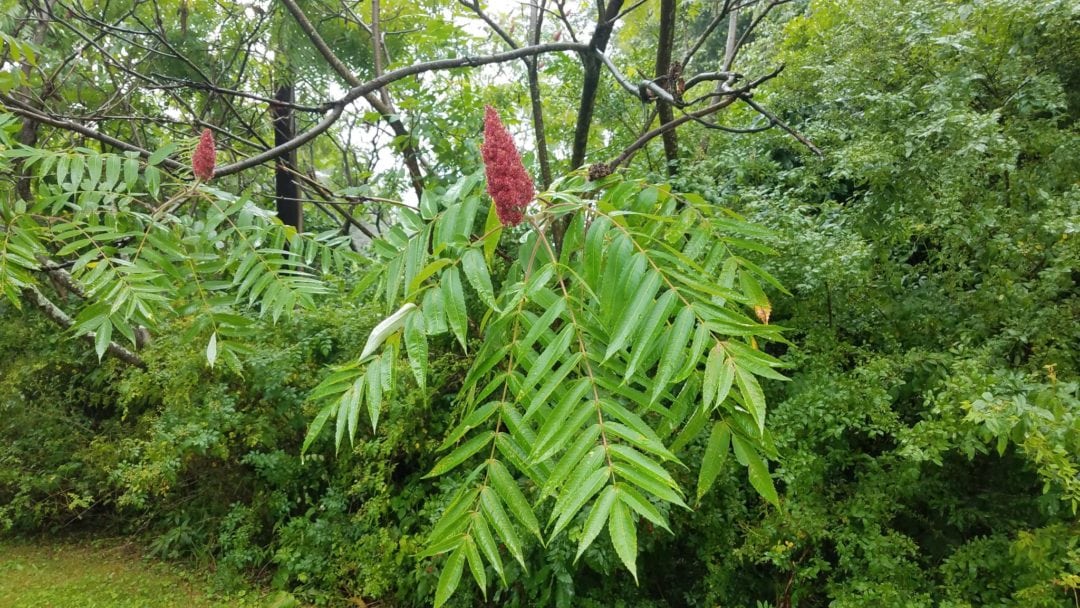 Staghorn Sumac No, its not Poisonous Luther Homestead