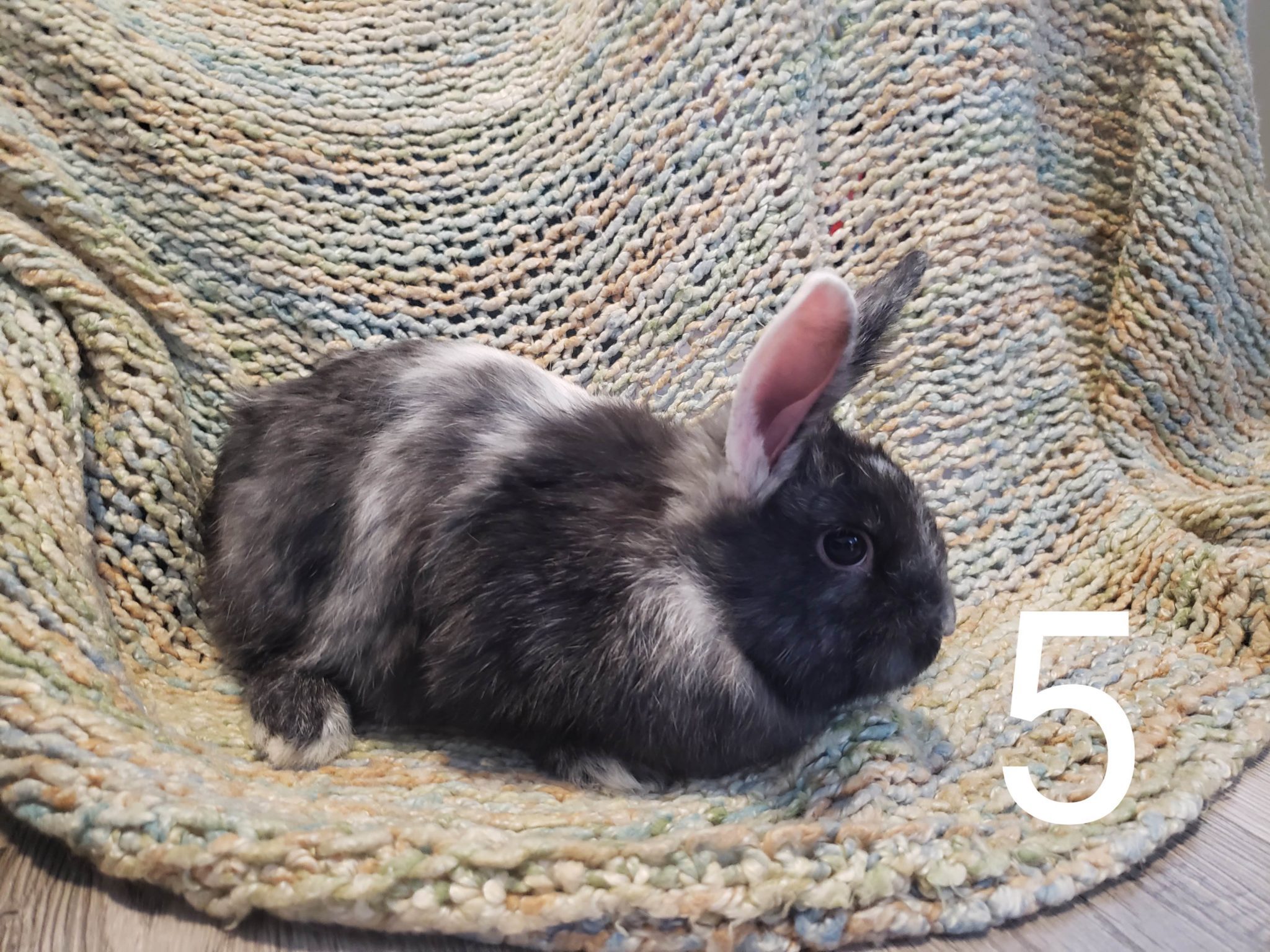 Harlequin Rabbits Western PA Luther Homestead