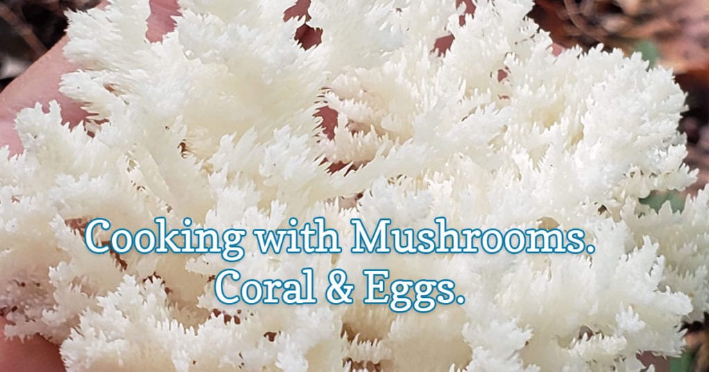 Mushrooms to cook with : Coral Mushrooms