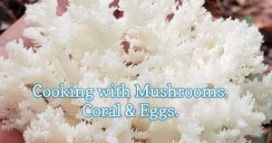 Mushrooms to cook with : Coral Mushrooms