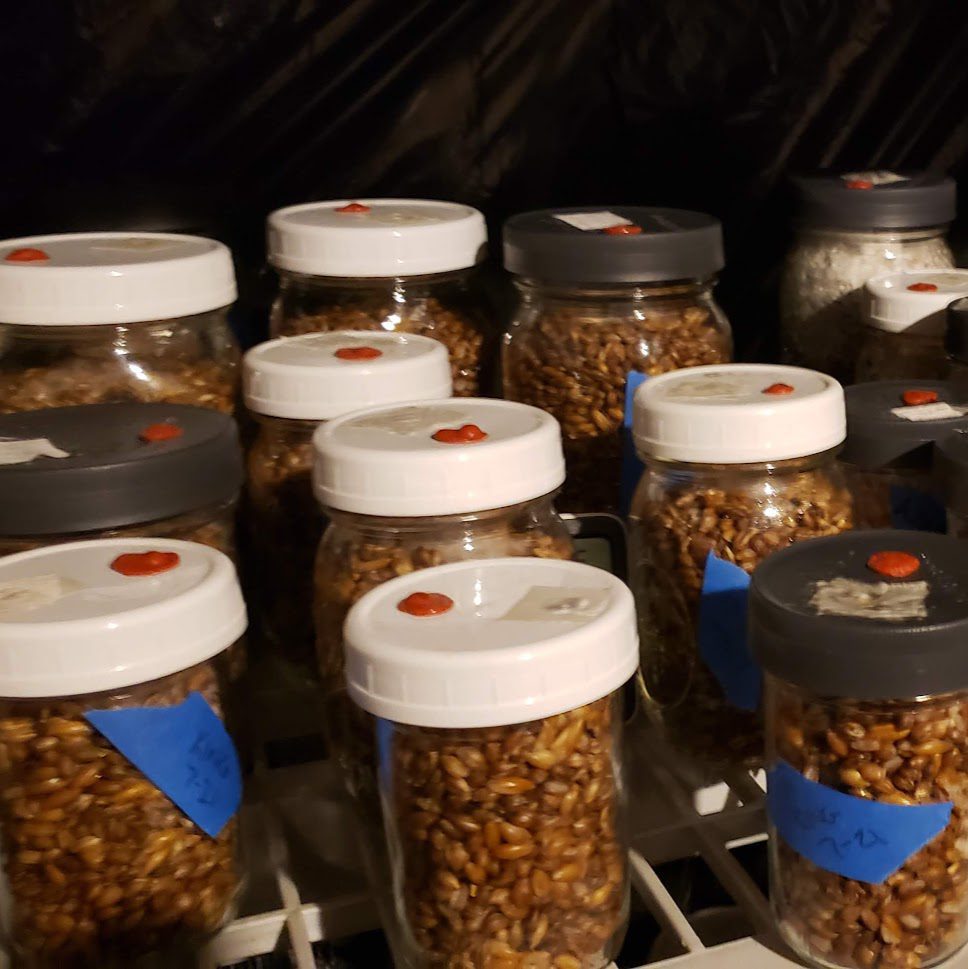 Self-healing mushroom grain jar caps