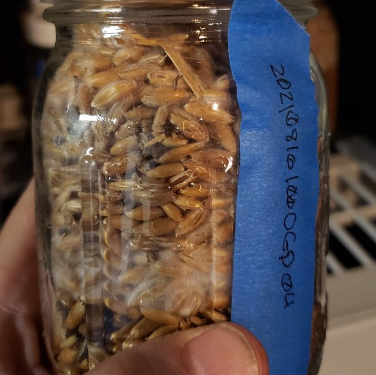 Mushroom Grain Batch ID
