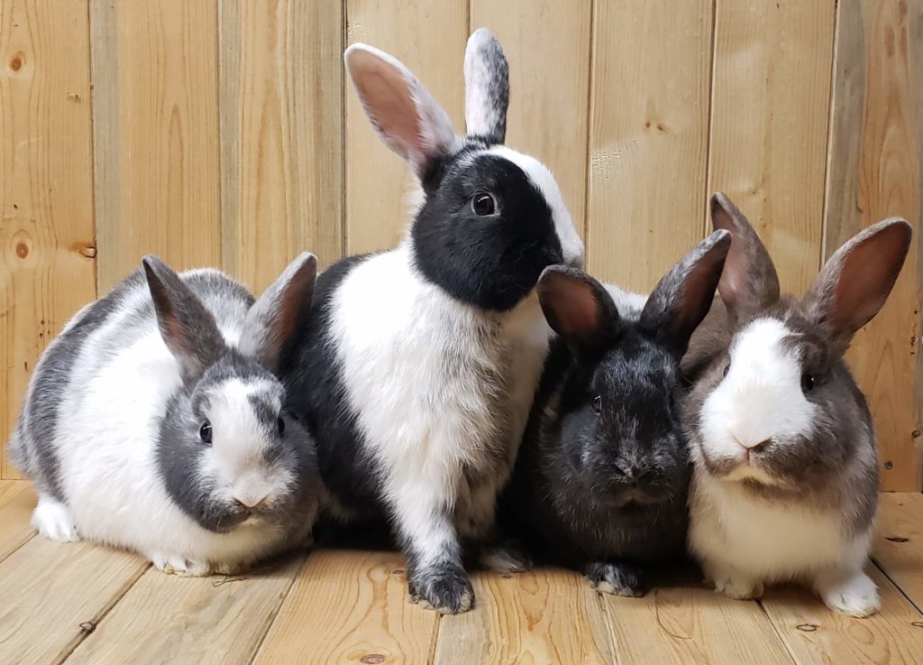 Ligonier Harlequin Rabbits for Sale