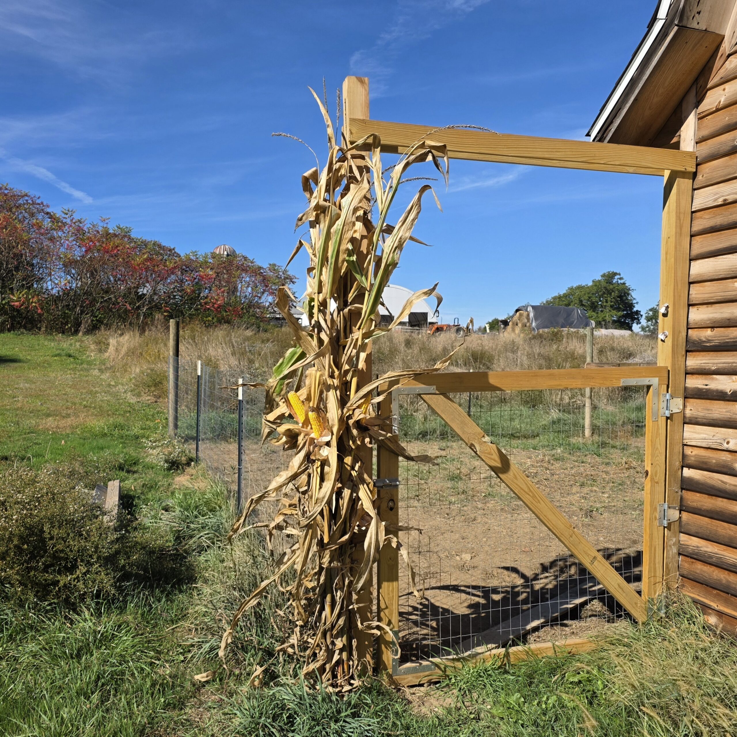 20251010_114346 Fall Decor corn stalk bundle 10 stalks