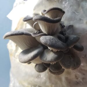 Mature blue oyster mushroom cluster on a colonized substrate bag