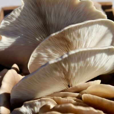 Fresh blue oyster mushrooms harvested in clusters