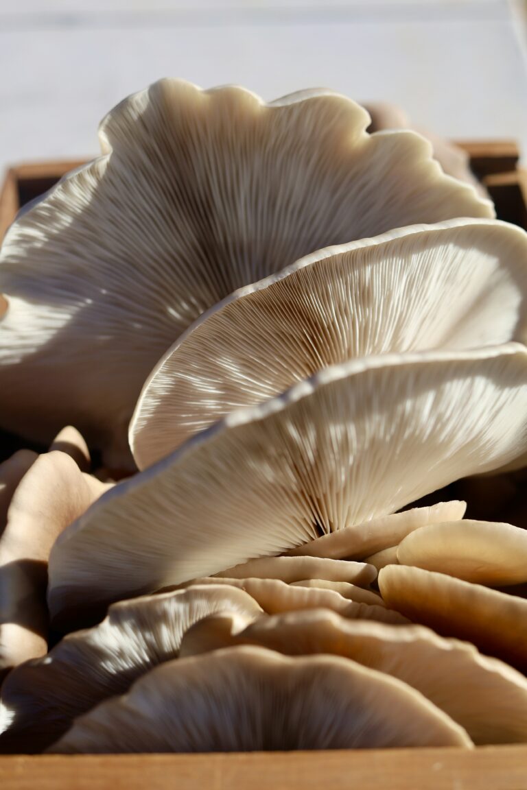 Fresh blue oyster mushrooms harvested in clusters