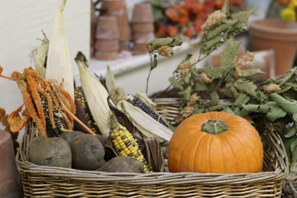 A basket of fresh harvest vegetables from the homestead