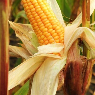 Close-up of a fresh ear of sweet corn