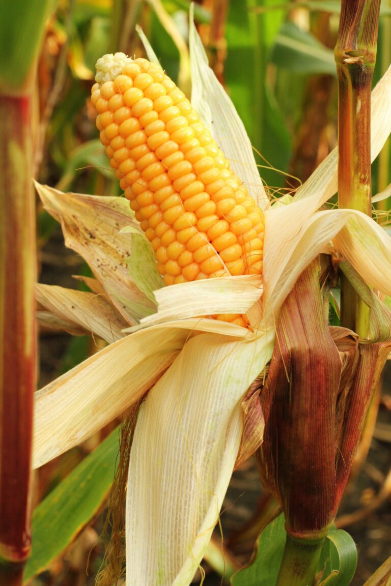 Close-up of a fresh ear of sweet corn